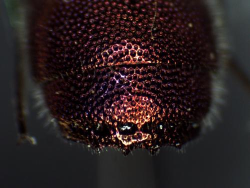 Réf. 314 299 : Chrysis comparata